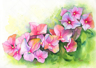 Dibujos para colorear en escala de grises, sello digital, flores. Hortensia