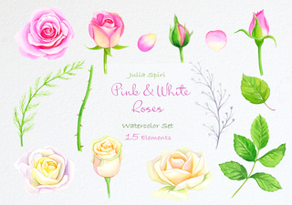 Clip Art de flores de acuarela pintadas a mano. Rosas rosadas y blancas