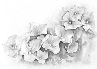 GRAYSCALE Coloring Pages, Digital stamp, Flowers. Hydrangea - The Art of Julia Spiri